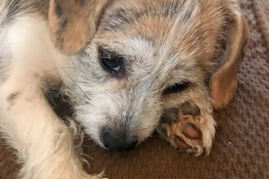 Puppies in Louisville looking for their fur-ever homes