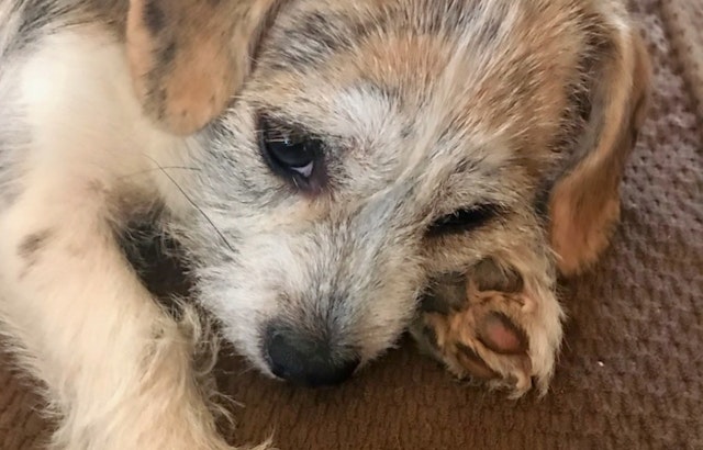 Puppies in Louisville looking for their fur-ever homes