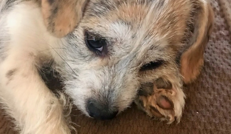 Puppies in Louisville looking for their fur-ever homes