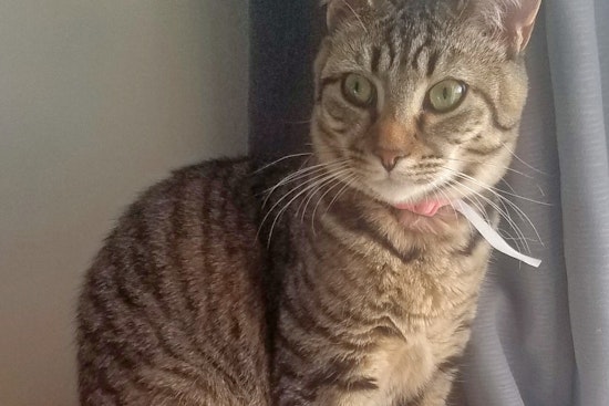 Cats in Norfolk looking for their fur-ever homes