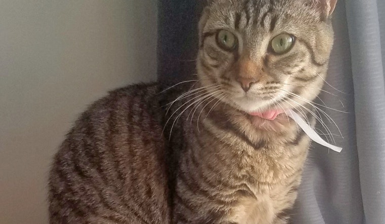 Cats in Norfolk looking for their fur-ever homes