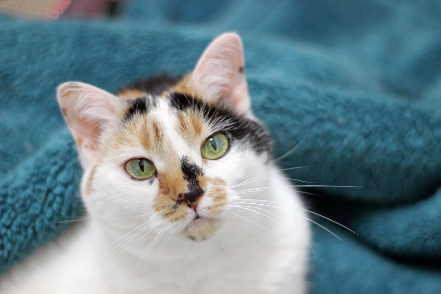 Cats in Raleigh looking for their furever homes