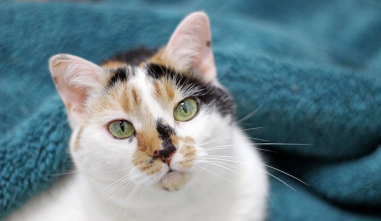 Cats in Raleigh looking for their fur-ever homes