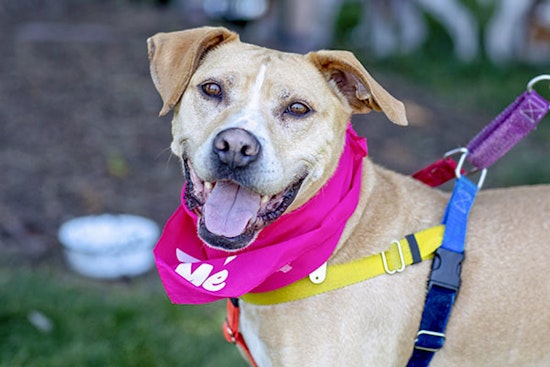 Dogs in Durham looking for their fur-ever homes