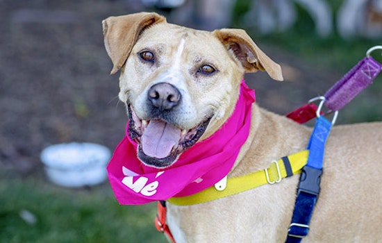 Dogs in Durham looking for their fur-ever homes
