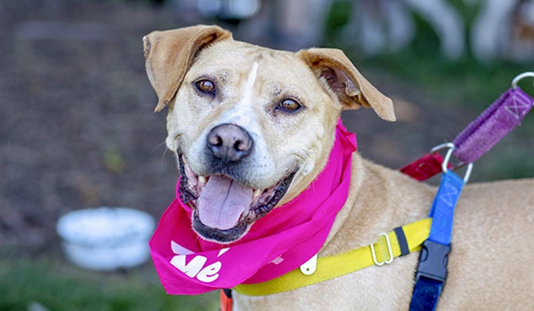 Dogs in Durham looking for their fur-ever homes