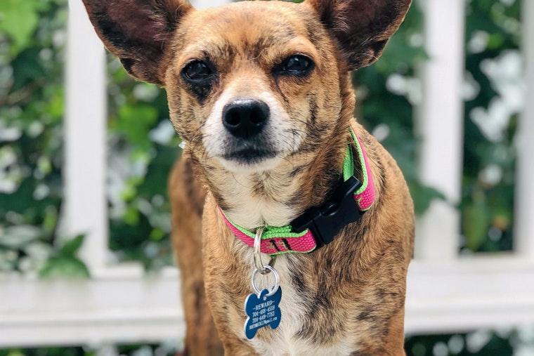 Dogs in Charlotte looking for their fur-ever homes