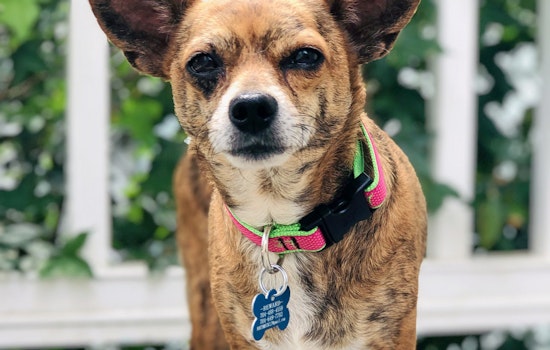 Dogs in Charlotte looking for their fur-ever homes