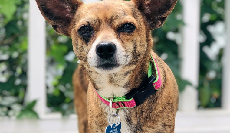 Dogs in Charlotte looking for their fur-ever homes