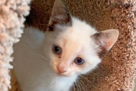 Kittens in Atlanta looking for their fur-ever homes