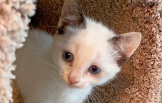 Kittens in Atlanta looking for their fur-ever homes