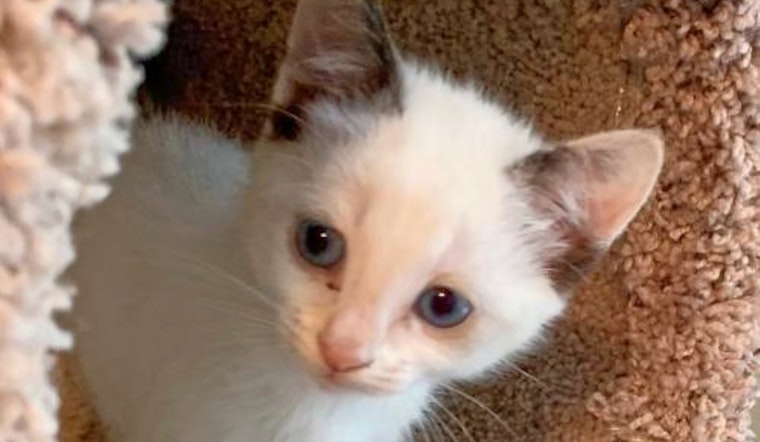 Kittens in Atlanta looking for their fur-ever homes