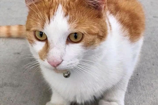 Cats in Orlando looking for their fur-ever homes