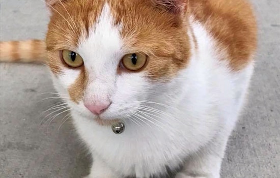 Cats in Orlando looking for their fur-ever homes