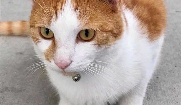 Cats in Orlando looking for their fur-ever homes
