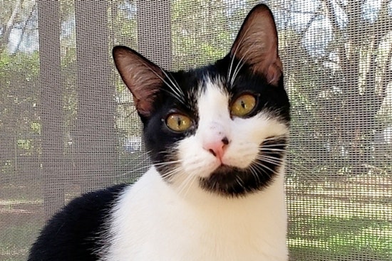 Cats in Tampa looking for their fur-ever homes