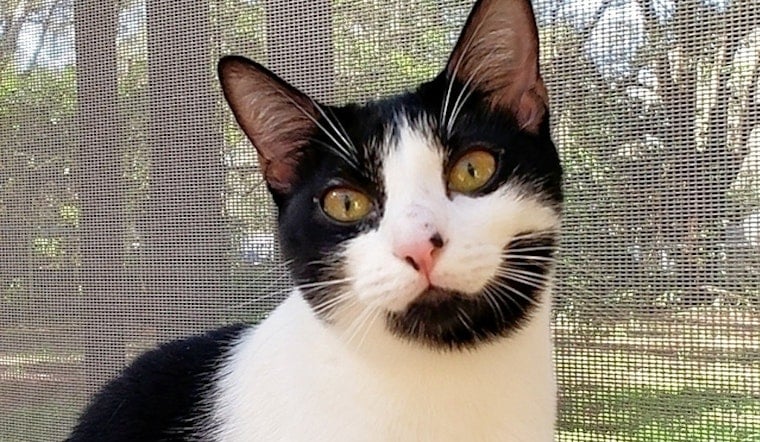 Cats in Tampa looking for their fur-ever homes