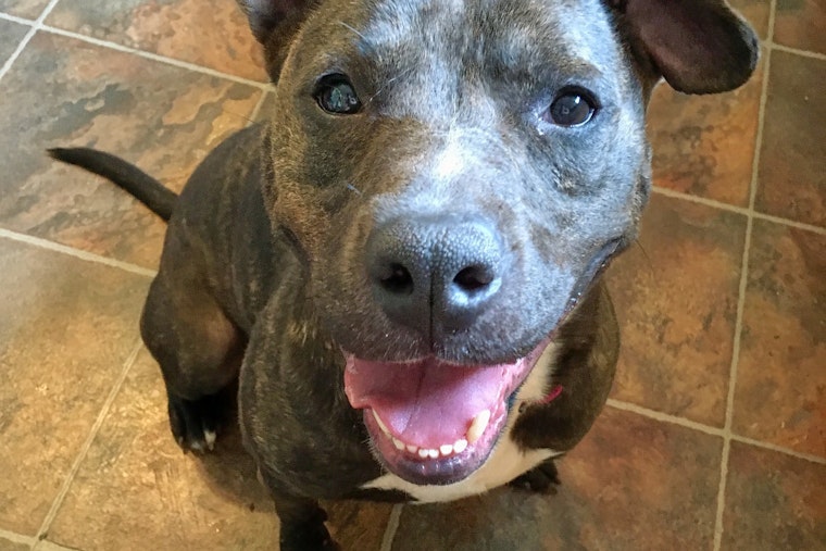Dogs in Indianapolis looking for their fur-ever homes