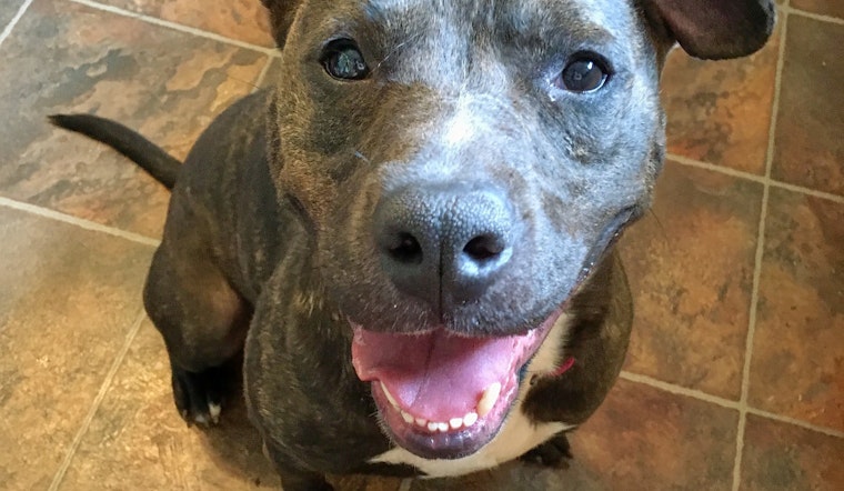 Dogs in Indianapolis looking for their fur-ever homes