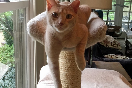 Cats in Nashville looking for their fur-ever homes