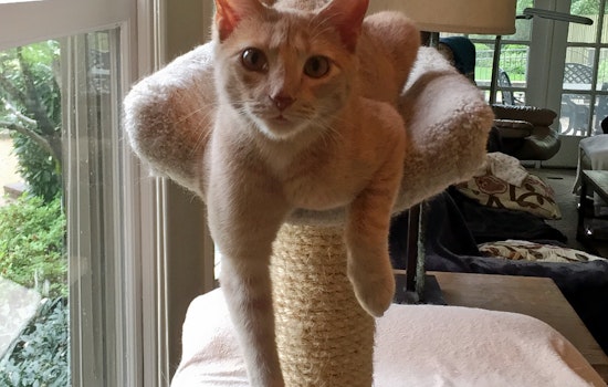 Cats in Nashville looking for their fur-ever homes