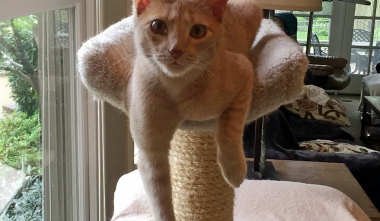 Cats in Nashville looking for their fur-ever homes