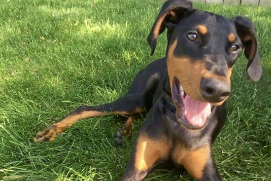Puppies in Minneapolis looking for their fur-ever homes