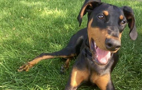 Puppies in Minneapolis looking for their fur-ever homes