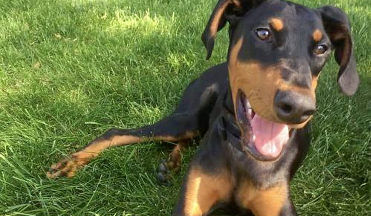 Puppies in Minneapolis looking for their fur-ever homes