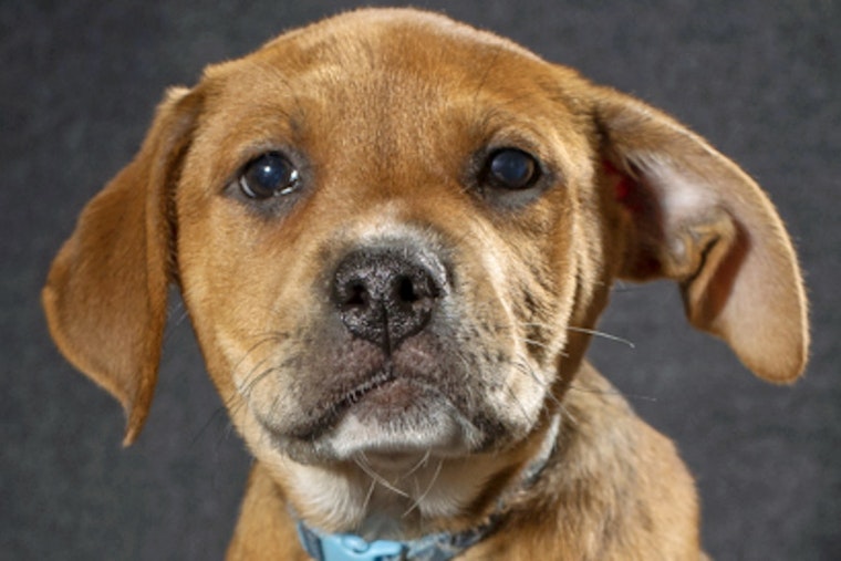 Puppies in Saint Paul looking for their fur-ever homes