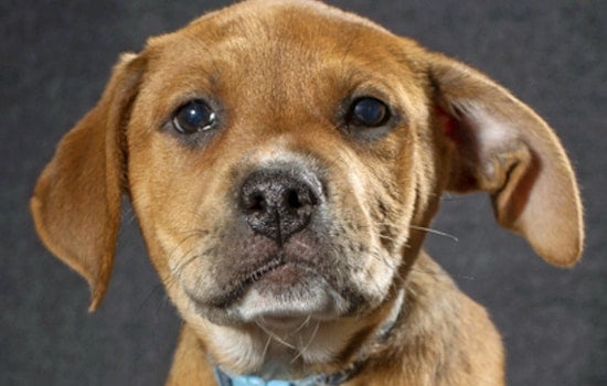 Puppies in Saint Paul looking for their fur-ever homes