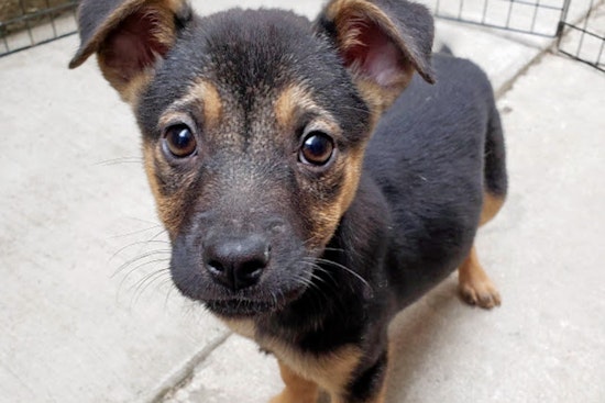 Puppies in Chicago looking for their fur-ever homes