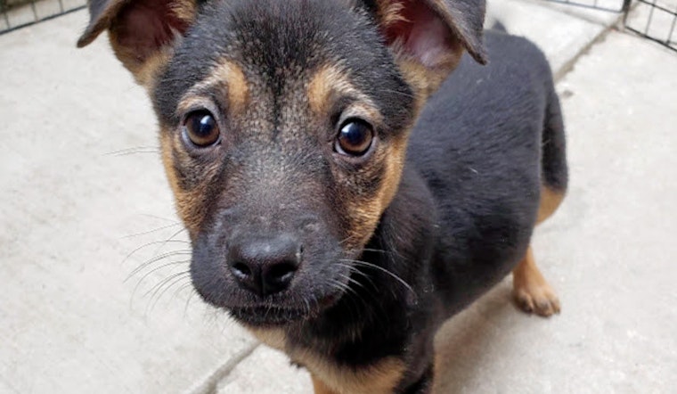 Puppies in Chicago looking for their fur-ever homes