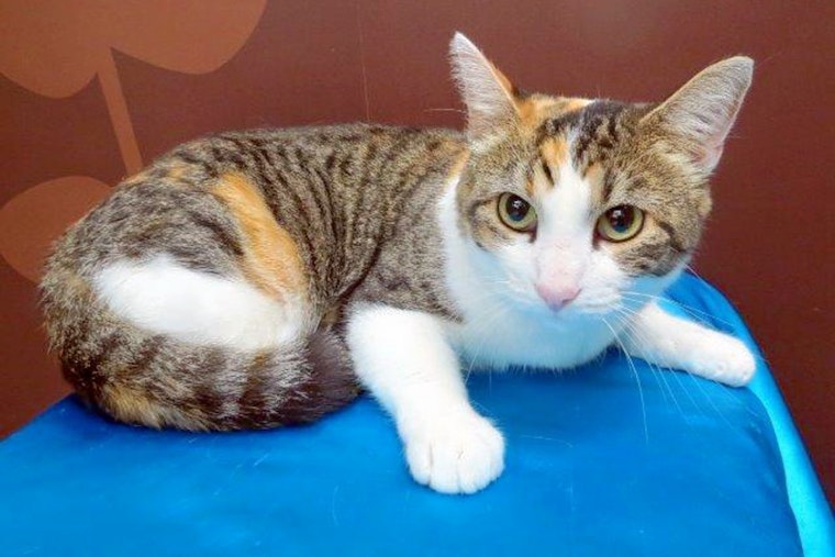 Cats in St. Louis looking for their fur-ever homes