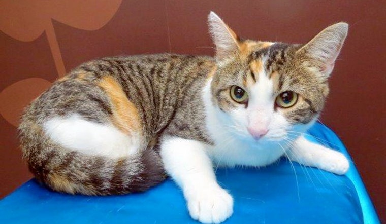 Cats in St. Louis looking for their fur-ever homes