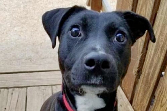 Puppies in Kansas City looking for their fur-ever homes