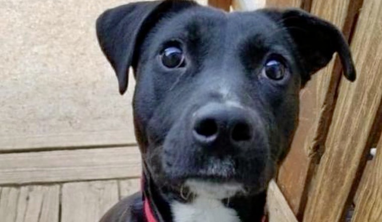 Puppies in Kansas City looking for their fur-ever homes