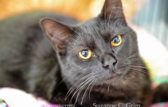Cats in New Orleans looking for their fur-ever homes
