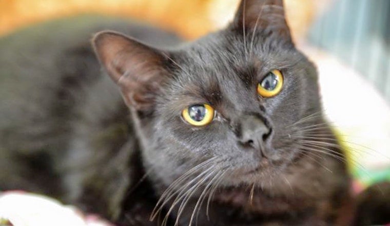 Cats in New Orleans looking for their fur-ever homes