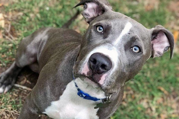 Puppies in Houston looking for their fur-ever homes