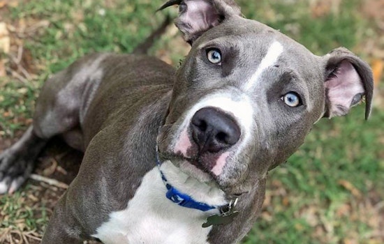 Puppies in Houston looking for their fur-ever homes