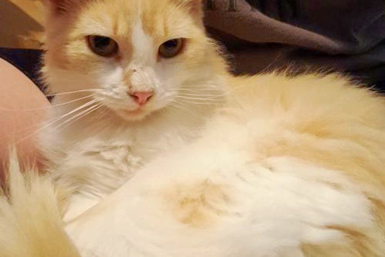 Cats in San Antonio looking for their fur-ever homes