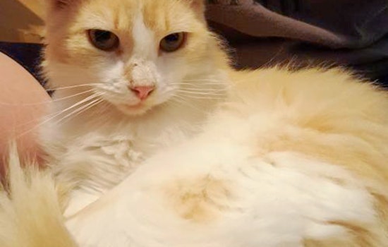 Cats in San Antonio looking for their fur-ever homes
