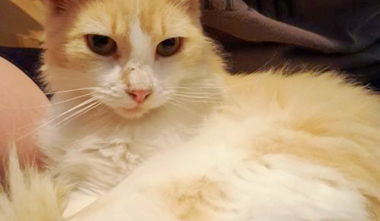 Cats in San Antonio looking for their fur-ever homes