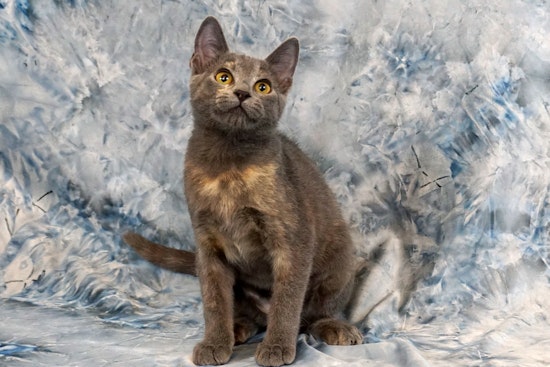 Kittens in Plano looking for their fur-ever homes