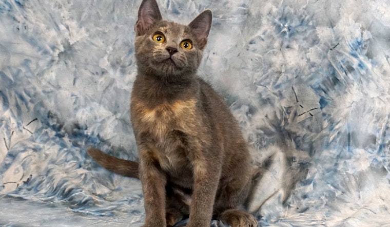 Kittens in Plano looking for their fur-ever homes