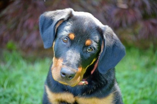 Puppies in Arlington looking for their fur-ever homes