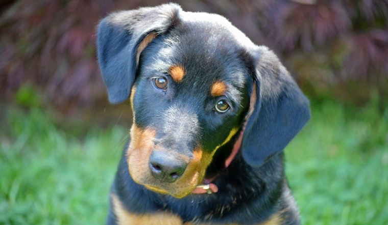 Puppies in Arlington looking for their fur-ever homes