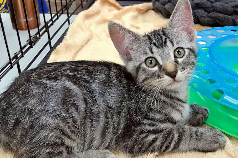 Kittens in Austin looking for their fur-ever homes