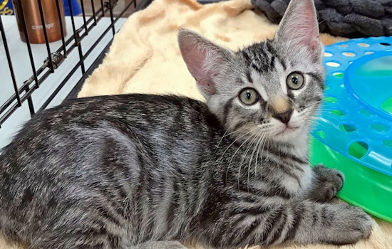 Kittens in Austin looking for their fur-ever homes